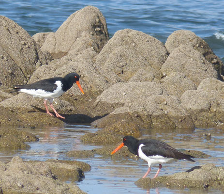 Die Bucht von Audierne, Vogelbeobachtungen, Silbermöwen
