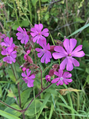 Blühende Küste im Frühjahr am GR34, Cap Sizun, Bucht von Audierne
