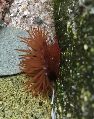 Seeanemonen in der Bucht von Audierne, Gezeitenbecken, Beobachtung