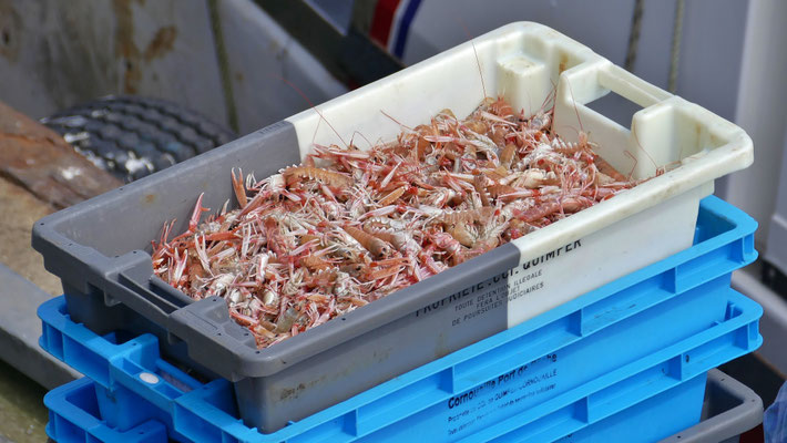 Das Einlaufen der Fischerboote in Le Guilvinec, Entladen des Fangs, Fischversteigerung, Criée