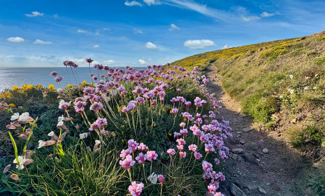 Der GR34 von Pors Théolen zur Pointe de Brézellec im April, ein Blütenmeer, Cap Sizun, Wandern auf dem Küstenweg