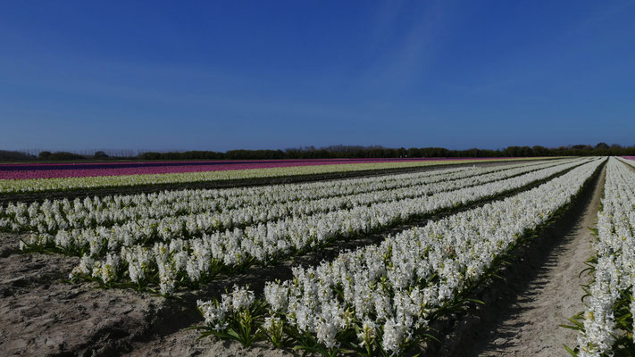 Die Blumenfelder in Plovan, La Torche, Finistère, Bretagne