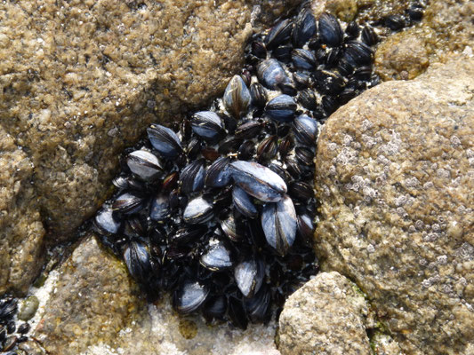 Wattfischen, Miesmuscheln auf einem Felsen