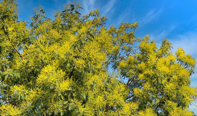 Mimosenblüte im Januar, Cap Sizun, Ferienhaus Ker Armor und Ferienhaus Tal Ar Mor, Plouhinec