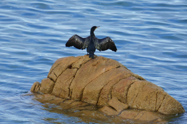 Die Bucht von Audierne, Vogelbeobachtungen, Kormorane