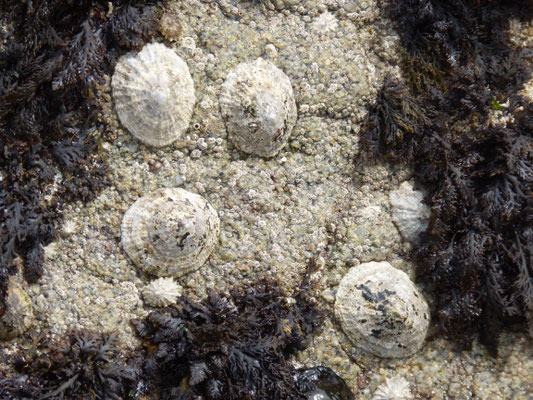 Wattfischen, Muscheln im Gezeitenbecken