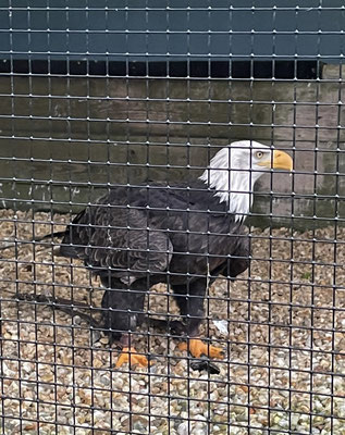 Aquashow in Audierne, Aquarium und Greifvogelschau, Bucht von Audierne, Cap Sizun, Greifvogelschau