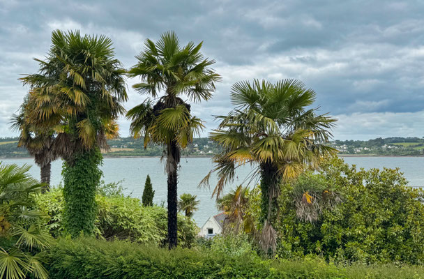 Wetter Bretagne, mildes Klima, tropische Vegetation, Palmen