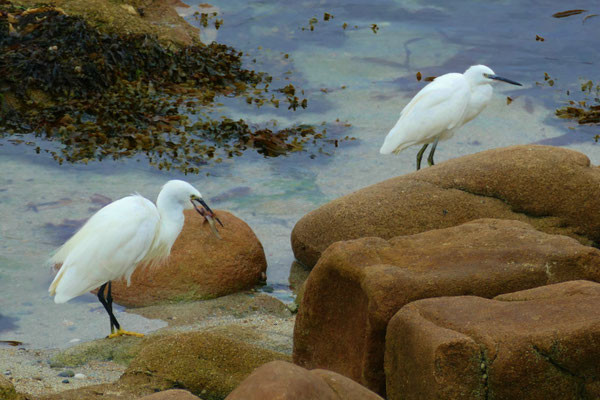 Die Bucht von Audierne, Vogelbeobachtungen, Seidenreiher