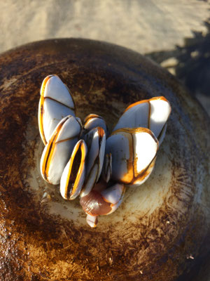Gezeitenfischerei, pêche à pied, Strandfunde, Anatifs