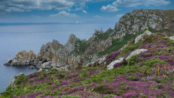 Cap Sizun, Heidelandschaft an der Küste, Heideblüte Bretagne