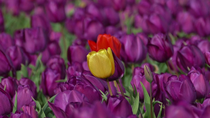 Die Tulpenfelder von Plomeur, La Torche, Finistère, Bretagne