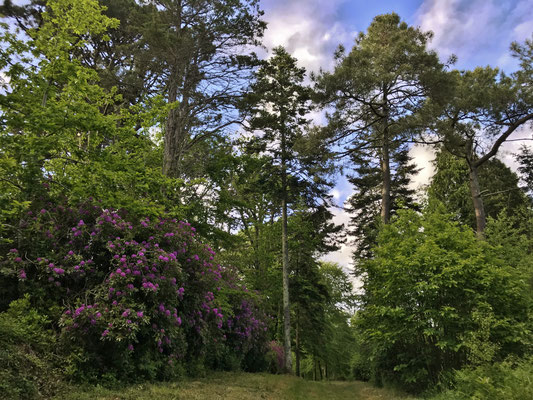 Le bois de Suguensou, der Wald von Suguensou, Audierne, Goyen, Cap Sizun