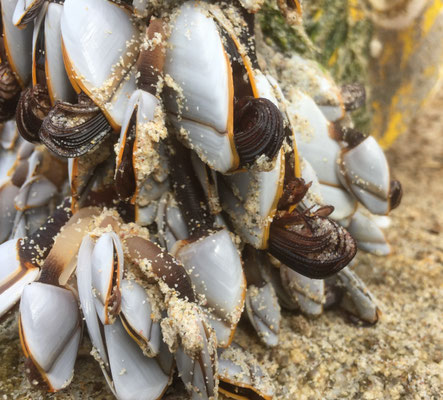 Gezeitenfischerei, pêche à pied, Strandfunde, Anatifs