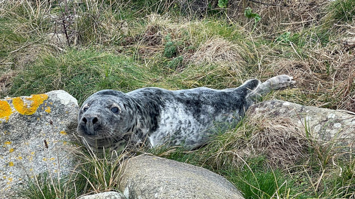 Kegelrobbe, Bucht von Audierne, gestrandete Tiere, was tun?