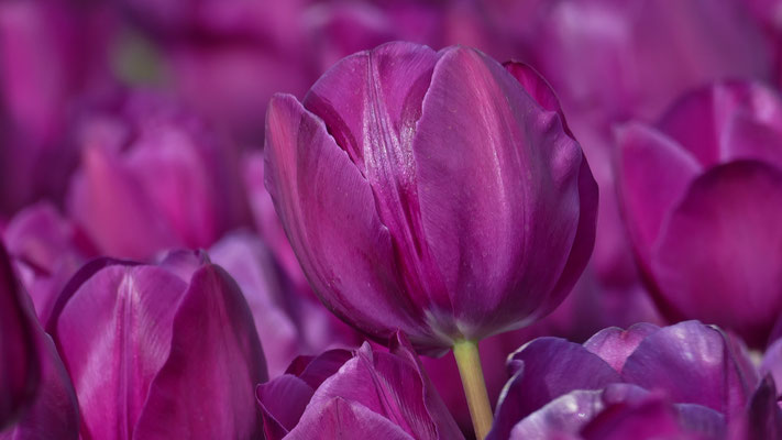 Die Tulpenfelder von Plomeur, La Torche, Finistère, Bretagne