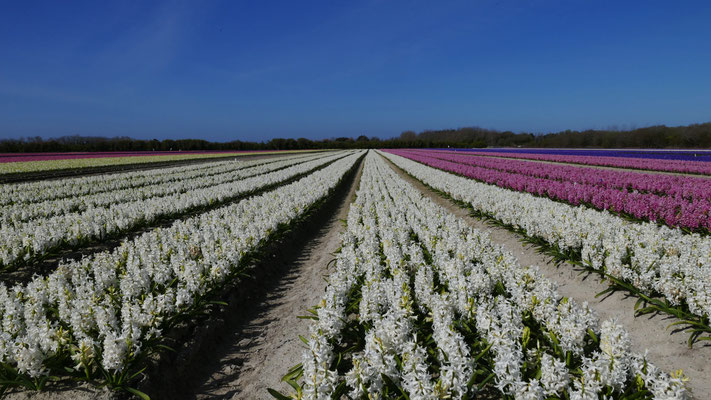 Die Blumenfelder in Plovan, La Torche, Finistère, Bretagne