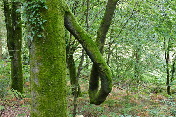 Le bois de Suguensou, der Wald von Suguensou, Audierne, Goyen, Cap Sizun