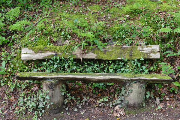 Le bois de Suguensou, der Wald von Suguensou, Audierne, Goyen, Cap Sizun
