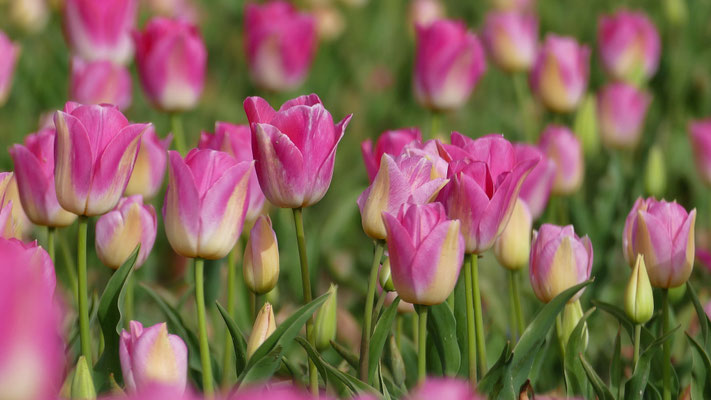 Die Tulpenfelder von Plomeur, La Torche, Finistère, Bretagne