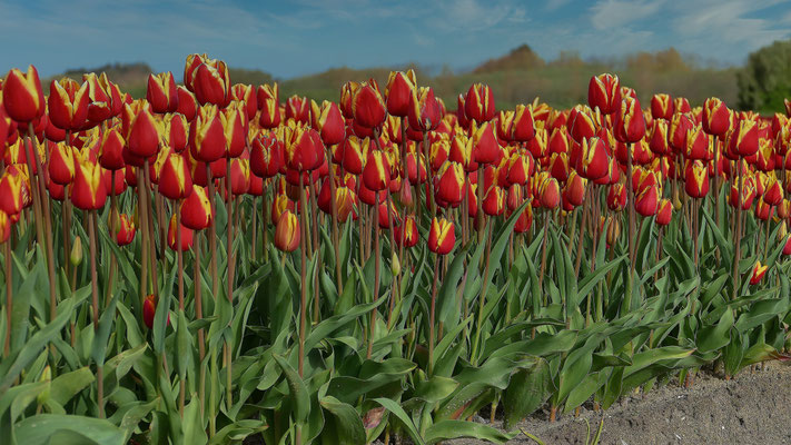 Die Tulpenfelder von Plomeur, La Torche, Finistère, Bretagne
