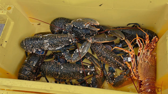 Szenen vom Markt in Audierne, Cap Sizun, Finistère, Bretagne