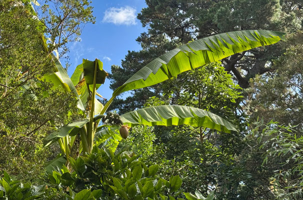 Subtropische Vegetation in Audierne, dank des warmen Golfstroms wachsen hier Palmen, Bananen und Mimosen