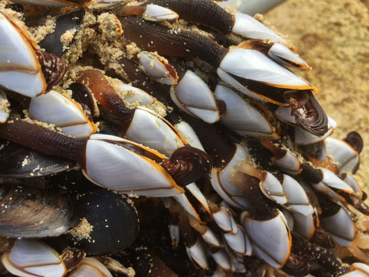 Gezeitenfischerei, pêche à pied, Strandfunde, Anatifs