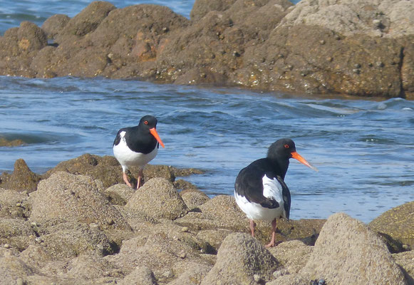 Die Bucht von Audierne, Vogelbeobachtungen, Silbermöwen