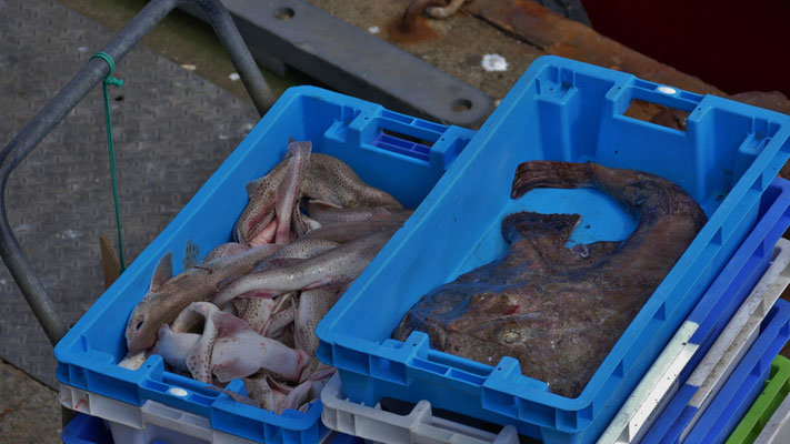 Das Einlaufen der Fischerboote in Le Guilvinec, Entladen des Fangs, Fischversteigerung, Criée