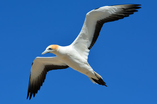 Die Bucht von Audierne, Vogelbeobachtungen, Basstölpel