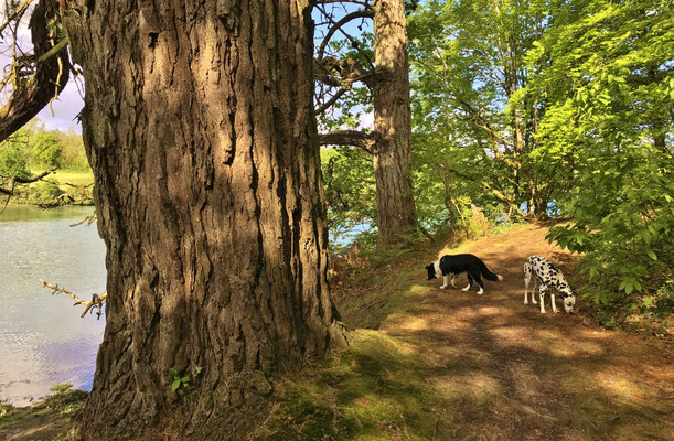 Le bois de Suguensou, der Wald von Suguensou, Audierne, Goyen, Cap Sizun