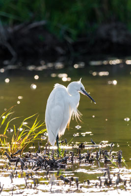 Plouhinec Etang de Poulgouidou, Spaziergang, Erhohlung