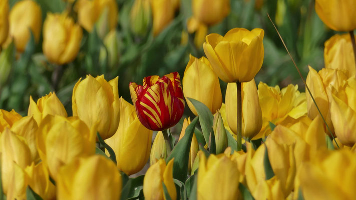 Die Tulpenfelder von Plomeur, La Torche, Finistère, Bretagne