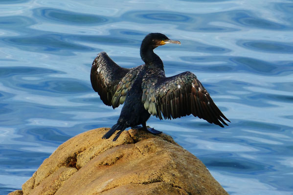 Die Bucht von Audierne, Vogelbeobachtungen, Kormorane