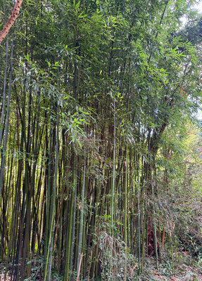 Ferienhaus Ker Armor, Ferienhaus TalAC Ar Mor, Plouhinec, Bucht von Audierne, Cap Sizun, Meerblick, Hund willkommen, Ausflüge Douarnenez, Île Tristan