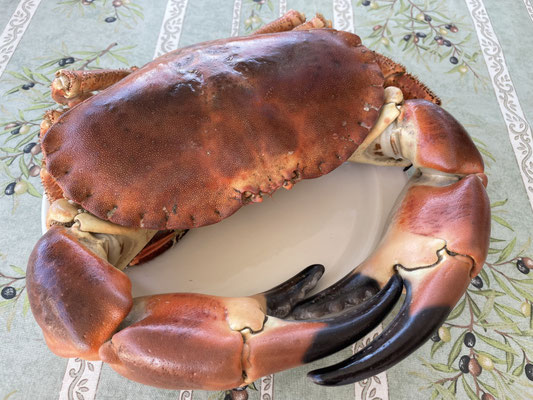 Meeresfrüchte in der Bretagne, Fisch und Krustentiere frisch vom Boot