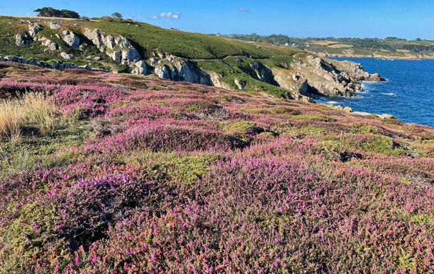 Küstenwanderweg GR34, Cap Sizun, Finistère, Bucht von Douarnenez, Zöllnerweg, Pors Péron zur Pointe du Millier, wandern, Heidelandschaft, Heideblüte