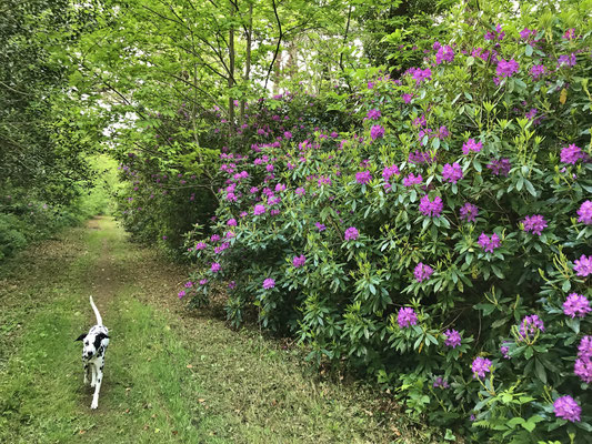 Le bois de Suguensou, der Wald von Suguensou, Audierne, Goyen, Cap Sizun