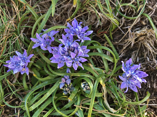 Blühende Küste am GR34, Cap Sizun, Bucht von Audierne