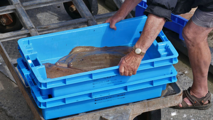 Entladen der Fischerboote in Le Guilvinec, Fisch und Krustentiere
