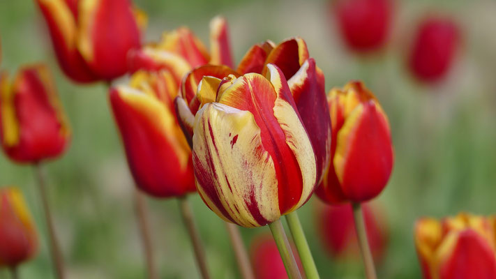 Die Tulpenfelder von Plomeur, La Torche, Finistère, Bretagne