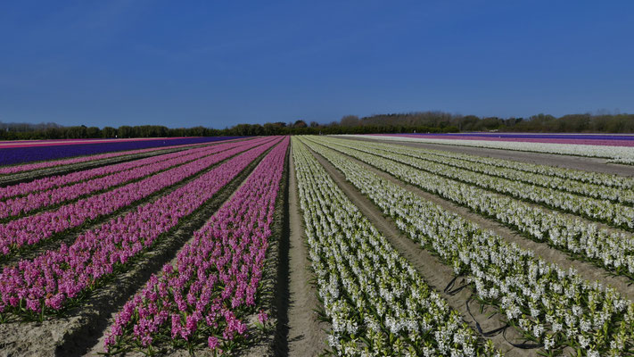 Die Blumenfelder in Plovan, La Torche, Finistère, Bretagne