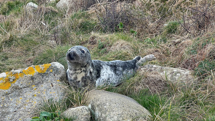 Kegelrobben in der Bucht von Audierne
