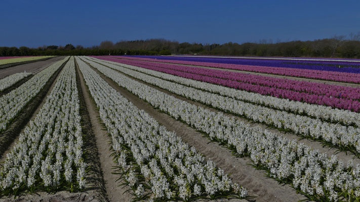 Die Blumenfelder in Plovan, La Torche, Finistère, Bretagne