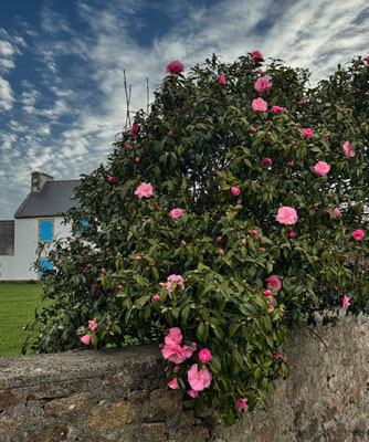 Camelienblüten im Januar, Cap Sizun, Ferienhaus Ker Armor und Ferienhaus Tal Ar Mor, Plouhinec