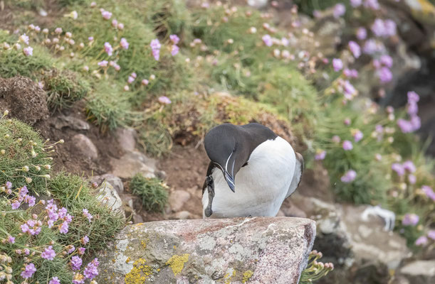 Réserve du Cap Sizun, Goulien, Vogelschutzgebiet
