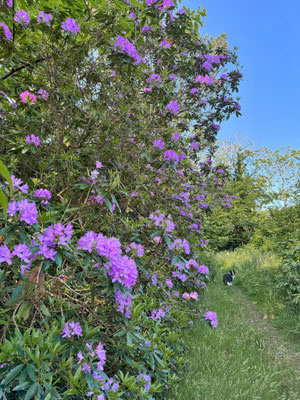 Le bois de Suguensou, der Wald von Suguensou, Audierne, Goyen, Cap Sizun,Rhododendren