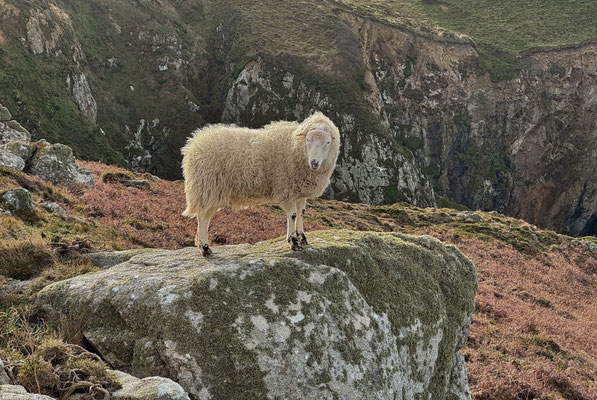 Réserve du Cap Sizun Est, Goulien, steile Klippen Schafe der Rasse Landes de Bretagne