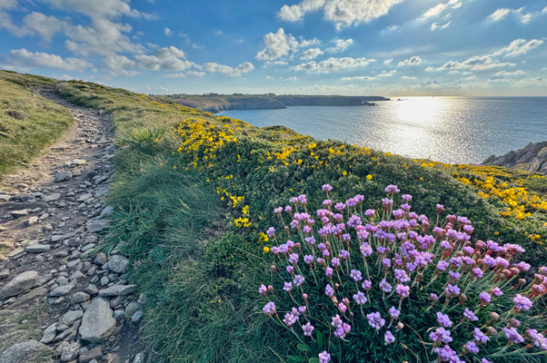 Der GR34 von Pors Théolen zur Pointe de Brézellec im April, ein Blütenmeer, Cap Sizun, Wandern auf dem Küstenweg